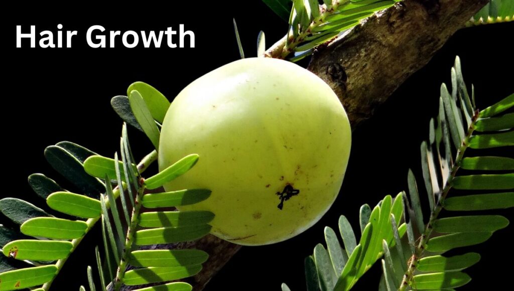 how to use amla oil for hair growth