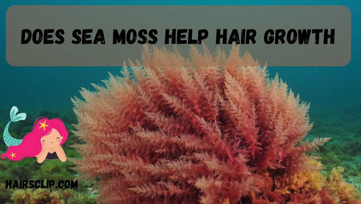 Does sea moss help hair growth